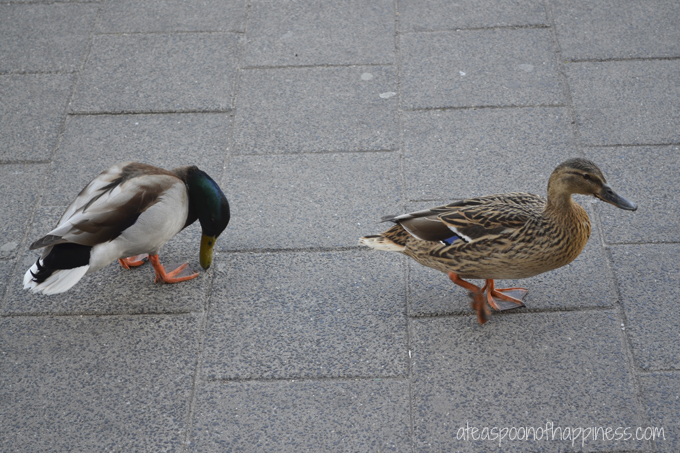 Sidewalk ducks in Amsterdam - ateaspoonofhappiness.com