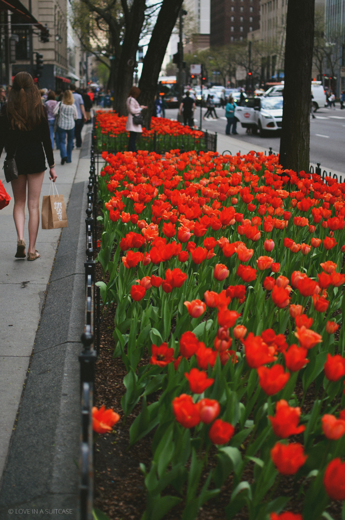 Chicago Tulips | Love in a Suitcase